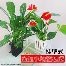 鱼缸水培植物篮家用水草种植杯壁挂式挺水植物定植篮鱼缸造景装饰