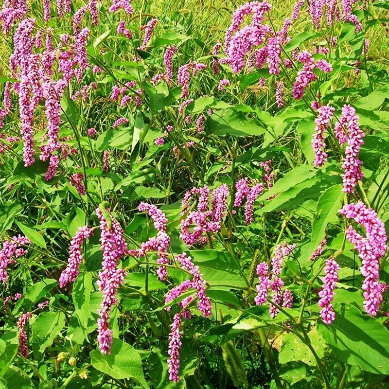 База оптом тепличная вода сафлор семена Горец hydropiper семена сезонные новые семена посадка вода ориентале семена травы Горец ориентале семена