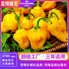 特色灯笼型特立尼达香水甜辣椒种子家庭大田盆栽易种高产调味辣椒