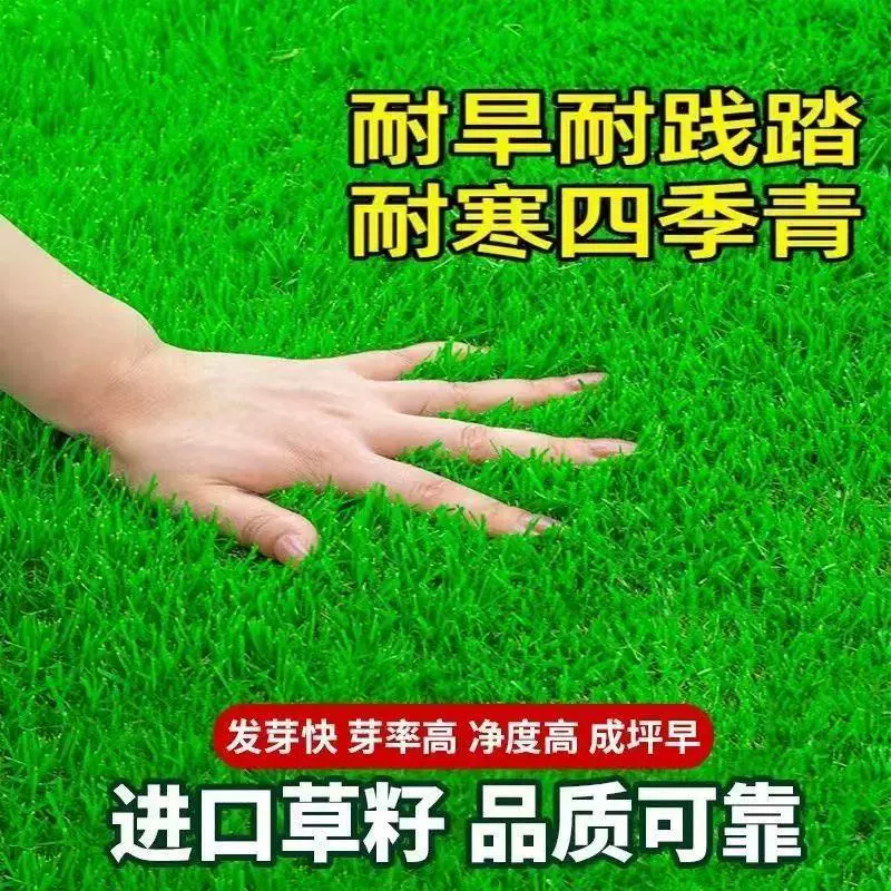 Четырехсезонные семена зеленой газонной травы, морозостойкие и засухостойкие семена газонной травы, без обрезки, семена зеленой травы, семена травы для защиты склонов двора и дома.