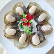 半壳带子 半壳江珧贝 半壳江瑶贝柱 带子螺乡厨宴席做桌 海丞相