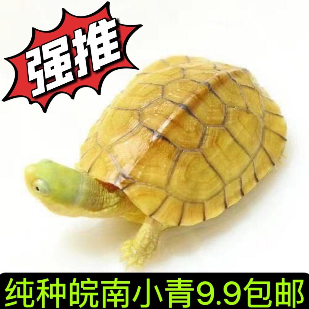 小青皖南龟黄喉拟水乌龟活物南石金钱龟苗观赏纯种活体缘启梅商行