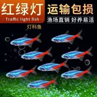 群游观赏鱼热带鱼推荐 - 1688批发活体灯科鱼