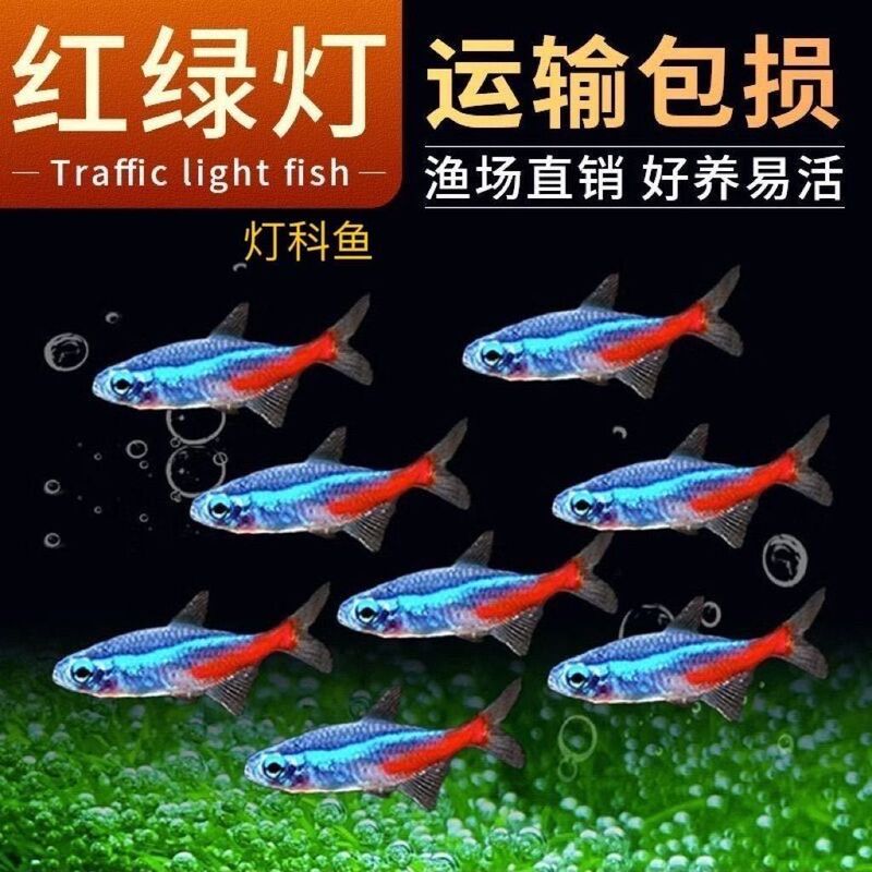 Traffic light fish live small lamp fish tropical fish ornamental fish grass tank group tour Shanghai fishing ground wholesale can be mixed Traffic light fish live small lamp fish tropical fish ornamental fish grass tank group tour Shanghai fishing ground wholesale can be mixed
