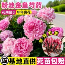 �۳ؽ��~��ș�����ذꎧѿ�N���ļ������r���̨ͥԺĵ������ֲ��