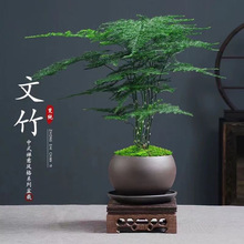 ֲؔ҃kҔ[GֲļB͏dС辰