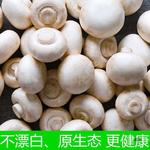 双孢菇现摘现发新鲜口蘑网红烤口蘑烧烤火锅时令蔬菜速卖通独立站