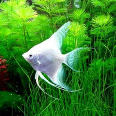 2 white 5-6cm snow swallows