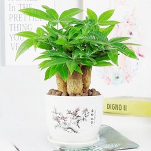 发财树盆栽办公室内桌面小盆景大发财树苗四季好养活招财花卉绿植