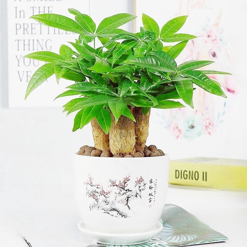 发财树盆栽办公室内桌面小盆景大发财树苗四季好养活招财花卉绿植