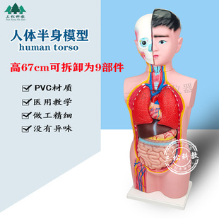 ���w����ģ�� 67CM�Y���M�b�ɲ��b�^�i�|�� �̌Wչʾģ��