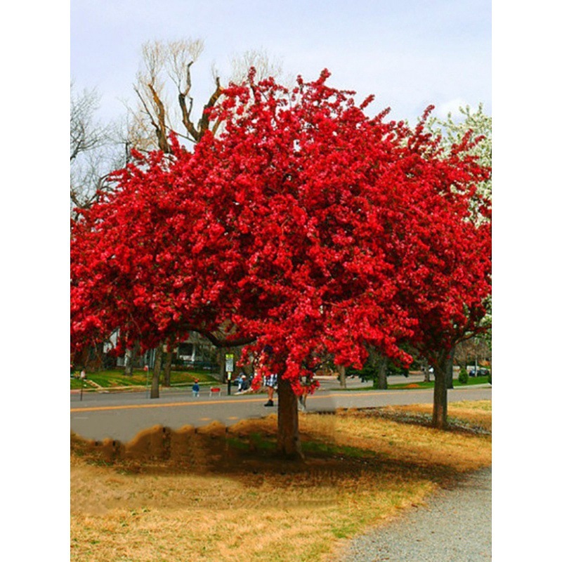 四季海棠树苗庭院地栽大型高杆西府垂丝海棠花耐寒植物北美海棠树