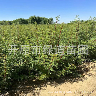 �|�����Թ��������S��õ�����ͺ��S��õ����ذ��S��õǤ��С��