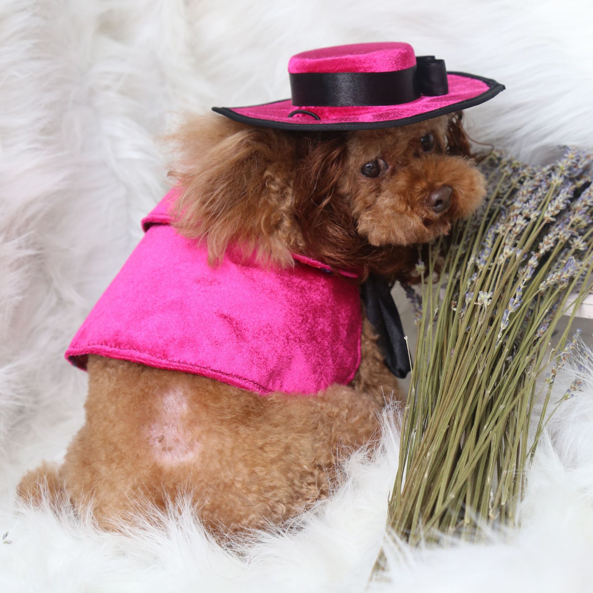 Costume di halloween per cani con mantello e cappello accessori_voghion.com
