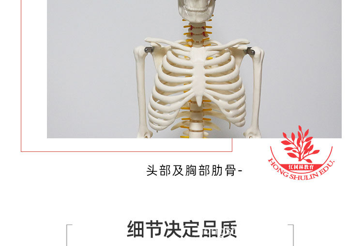 7 85cm悬挂版骨骼模型.jpg