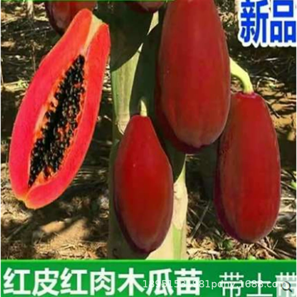 Плоды папайи рассада дерева карлик красное сердце сладкий Four Seasons South North посадка горшечный балкон с почвой