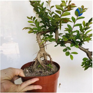 ����ֱ�N�ܘ��������l�ܘ������辰�̨�辰���l������^����