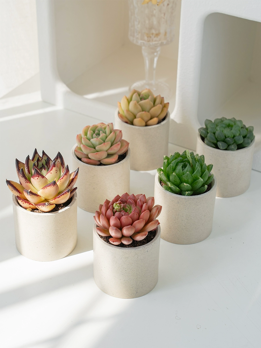 Бутик Little Forest Суккуленты Маленькие горшечные растения Офисные суккуленты Зеленые растения Легко ухаживать для начинающих Комбинированные суккуленты в горшках.