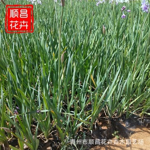 Purple Flower Potted Plant Base Wholesale Two-Color Pot Purple Flower Aquatic Greening Seedlings Purple Flower