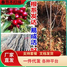 产量 吉塞拉樱桃苗 现货销售 各种规格樱桃苗 价格优惠 背靠大树