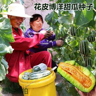 Shenyang No. 99 Flower-Skinned Melon Seeds Anhui Fengfeng Agriculture Spring & Fall Greenhouse Planting High-Yielding Thin-Skinned Melon Seeds