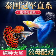 孔雀鱼活鱼观赏鱼精品纯种大尾巴热带淡水鱼好养耐活冰蓝凤尾鱼苗