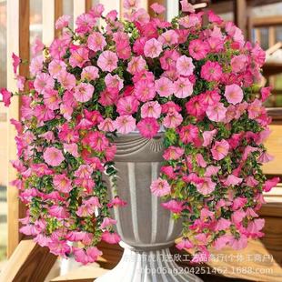 �羳���R�d���滨�ȼ�����ţ�������Ҿӻ�Y����ͥԺ�ڒ��ٗl�ٻ�