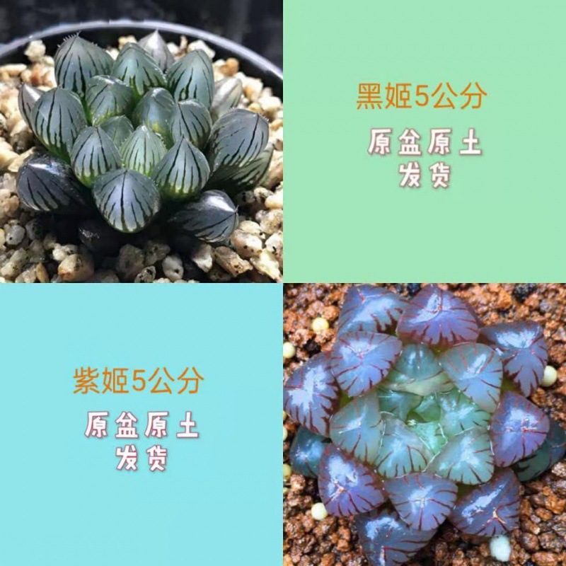 검은 근육 + 보라색 공주 (무료 컬러 스톤)