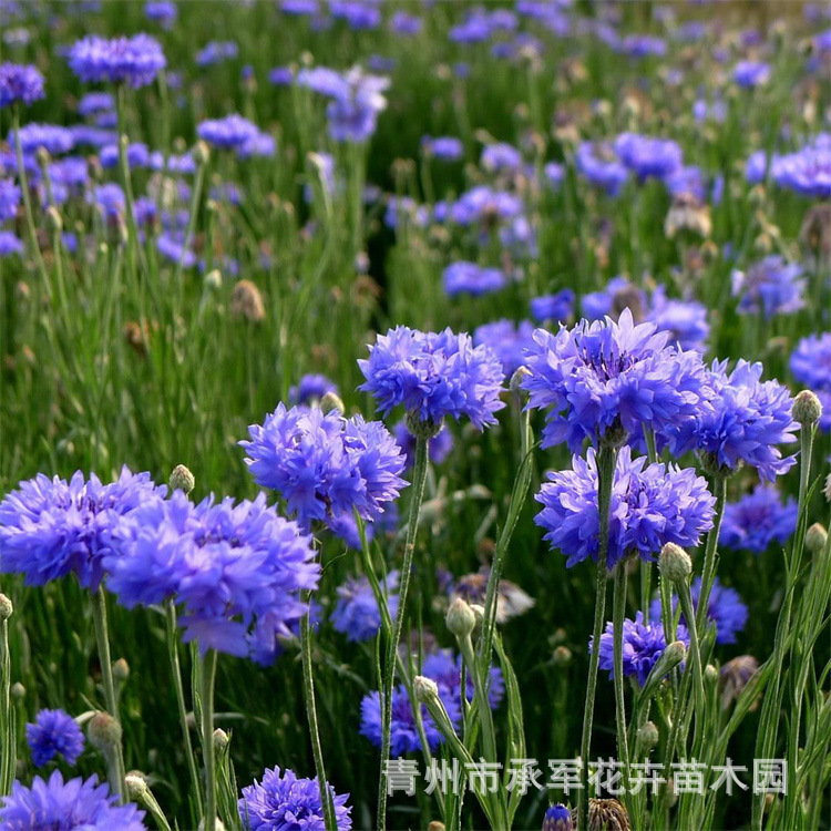 矢车菊山东青州大量供应蓝芙蓉杯苗基地直发量大价优公园景区绿化