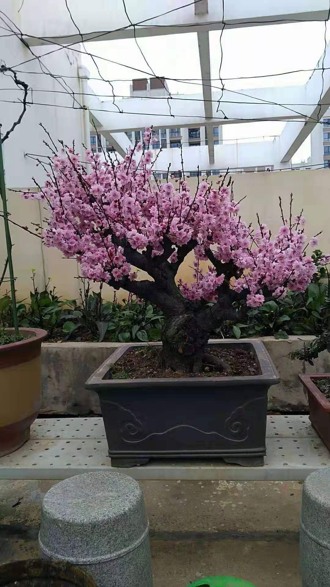 骨里红红梅盆景原生带花苞梅花绿鄂梅美人梅骨里红原桩红梅 种苗花卉网