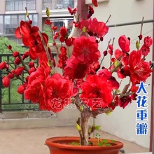 浓香型耐热耐寒四季梅花腊梅红梅室内外盆栽好养易活南方北方种植