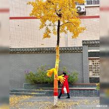 �������Ⲽ�Þ���������ľ�p�@ë�����ϑ���ֵ���ľ�����b�