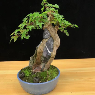 ��ʯ�ܘ��`֥�� ��ʯ�Ɨ����Ǘ� ��ʯʯ������ͨ��