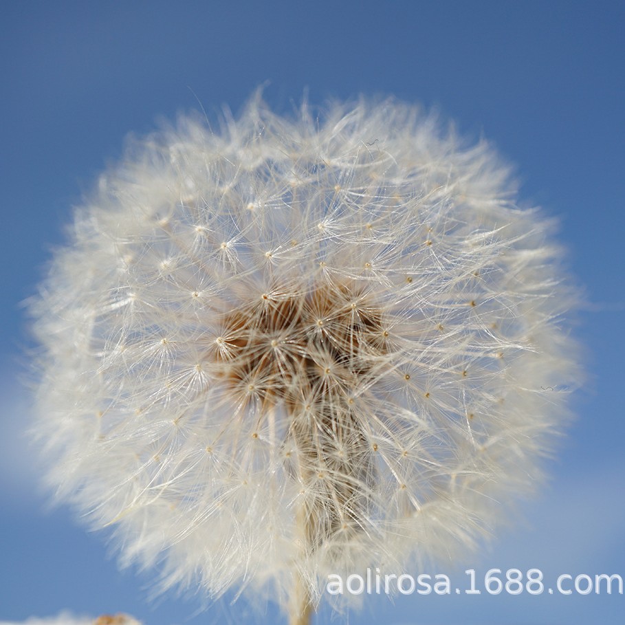 Diente de león flor eterna bien conservado creativo decorativo neto rojo flor seca material de bricolaje