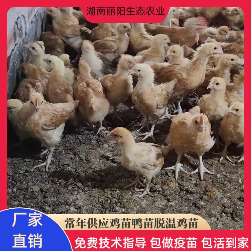 出售脱温黄土鸡苗30天大中鸡农户散养土鸡另有出壳五黑绿壳蛋鸡苗
