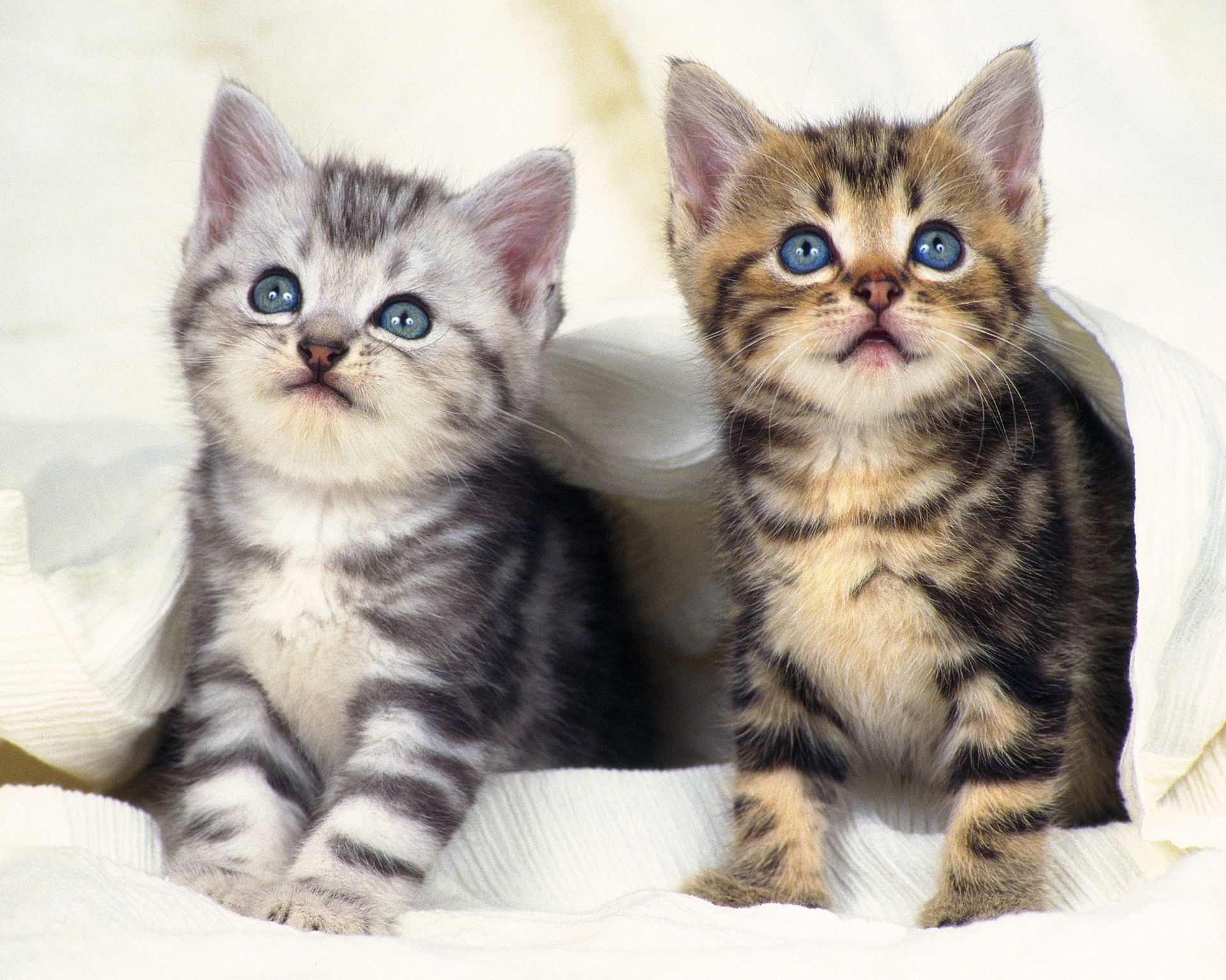 Cross-border 5d Amazon diamante pintura pegatinas hecho a mano DIY animal ladrillo pintura sala de estar pintura decorativa pegatinas al por mayor