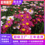 天然驱虫除虫菊种子易种四季播种家庭园艺花卉盆栽批发一件代发