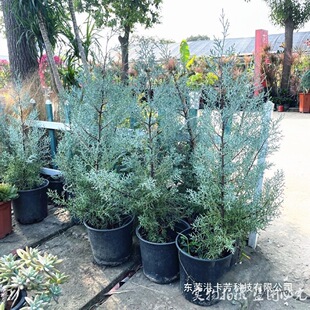 �{�������Դ����}�Q��ͥԺ���G��ľ�ɰؘ��ͺ��͟��^�p�{ɫֲ��