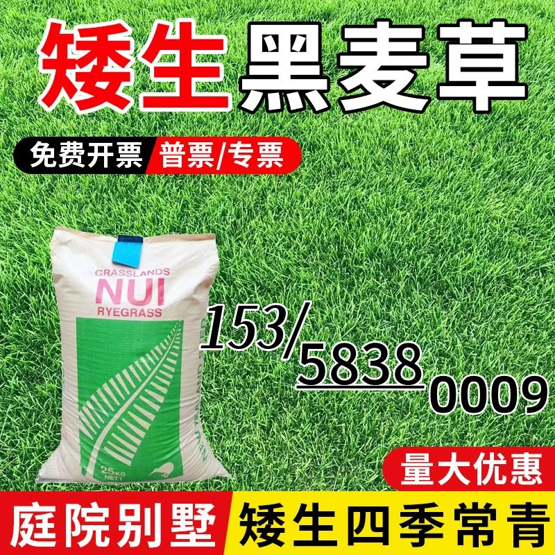 Семена газонной травы, многолетняя люцерна, без обрезки, инженерное зеленение, сообщество, зеленое растение, основа для газона, заводское зеленение