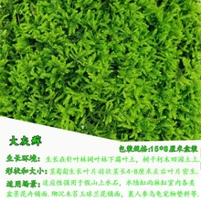 �r����̦����̦�\΢���^��ɽ����̦�\��Ƥ����ֲ����]����