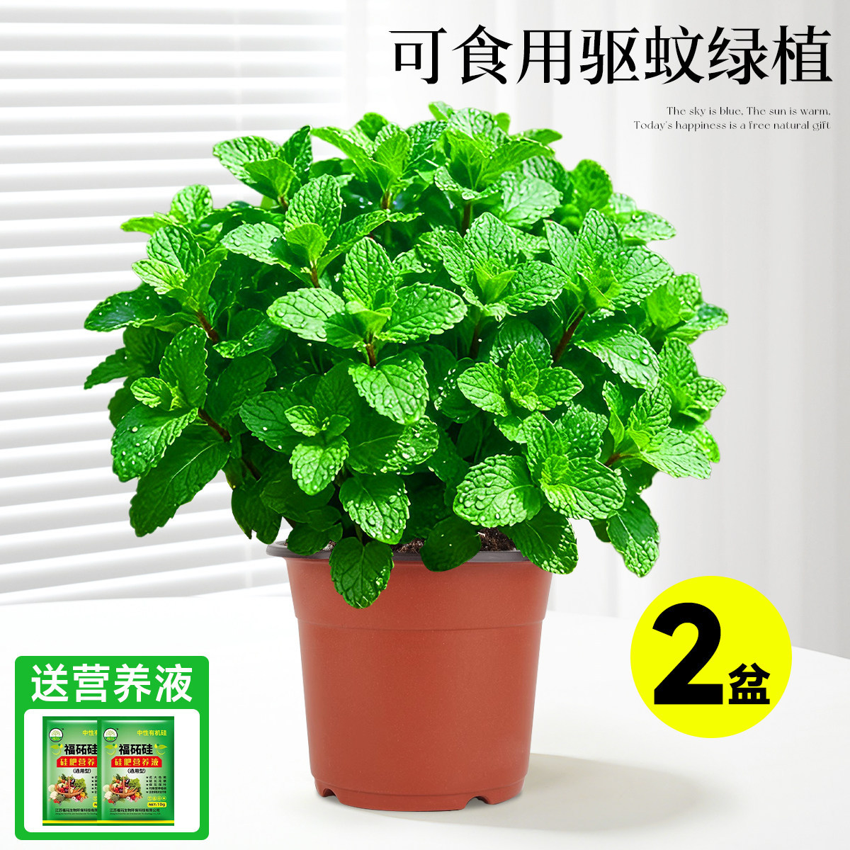 With simple planting pot