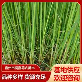 公园湿地绿化用苗水葱 河边水生植物工程杯苗 水葱苗青州基地供应
