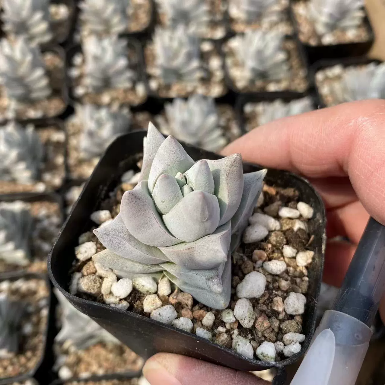 Серебряный Рог King Real shot 6,5 см бассейн эталонный таз без доставки почвы основание для суккулентов