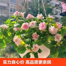 SlذPɻNļN_ָ׻ԷNݷNֲ