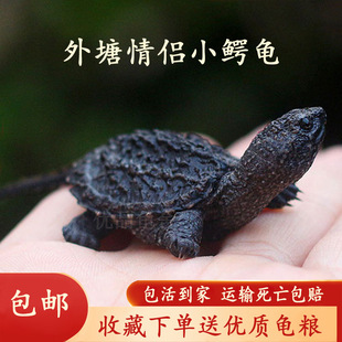 北美小鳄龟苗活物宠物龟观赏龟杂佛食肉龟水龟外塘凶猛小启梅商行-阿里巴巴