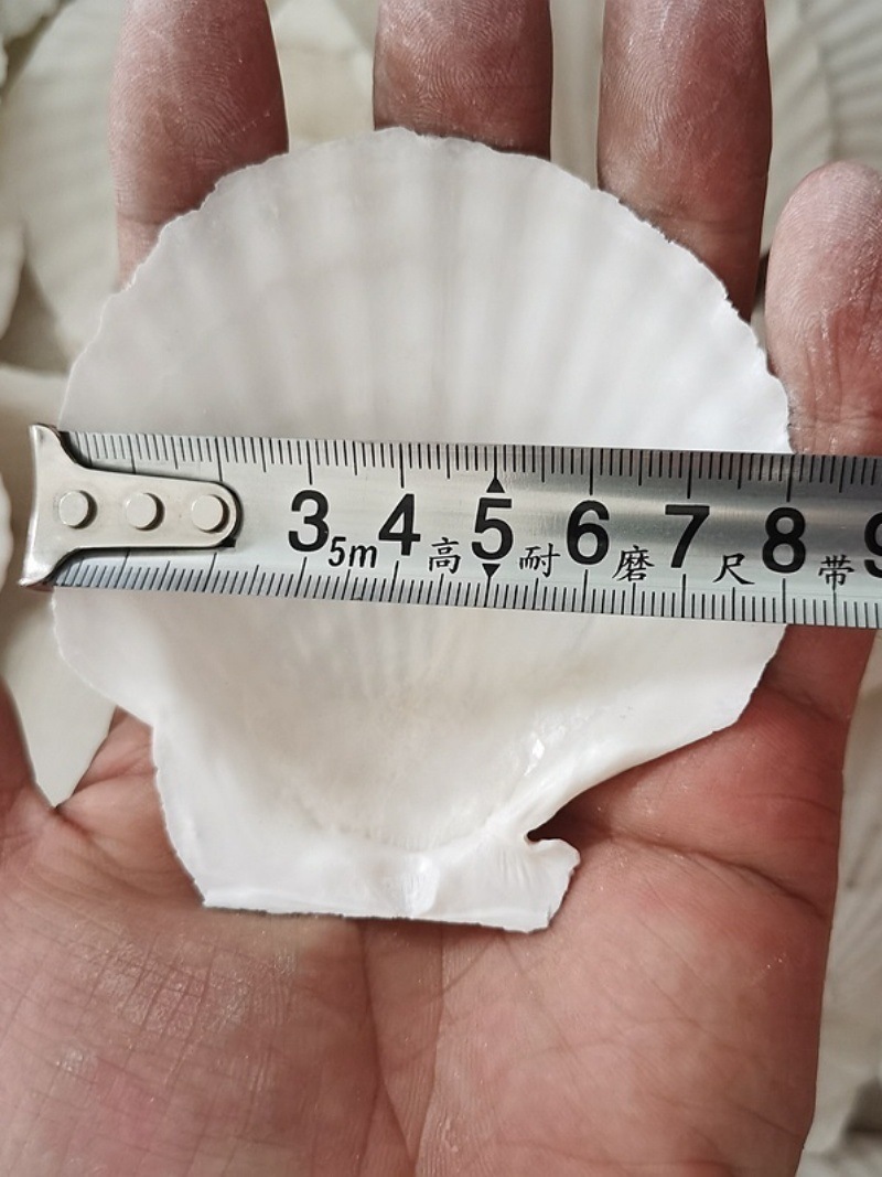 Correo de ajo hawaiano Barbacoa grande Vieira Bandeja de abanico Bolsa de concha grande Ventilador de media concha al vapor Blanco