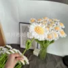 Little daisy white