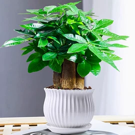 栽培基质;盆栽;营养液