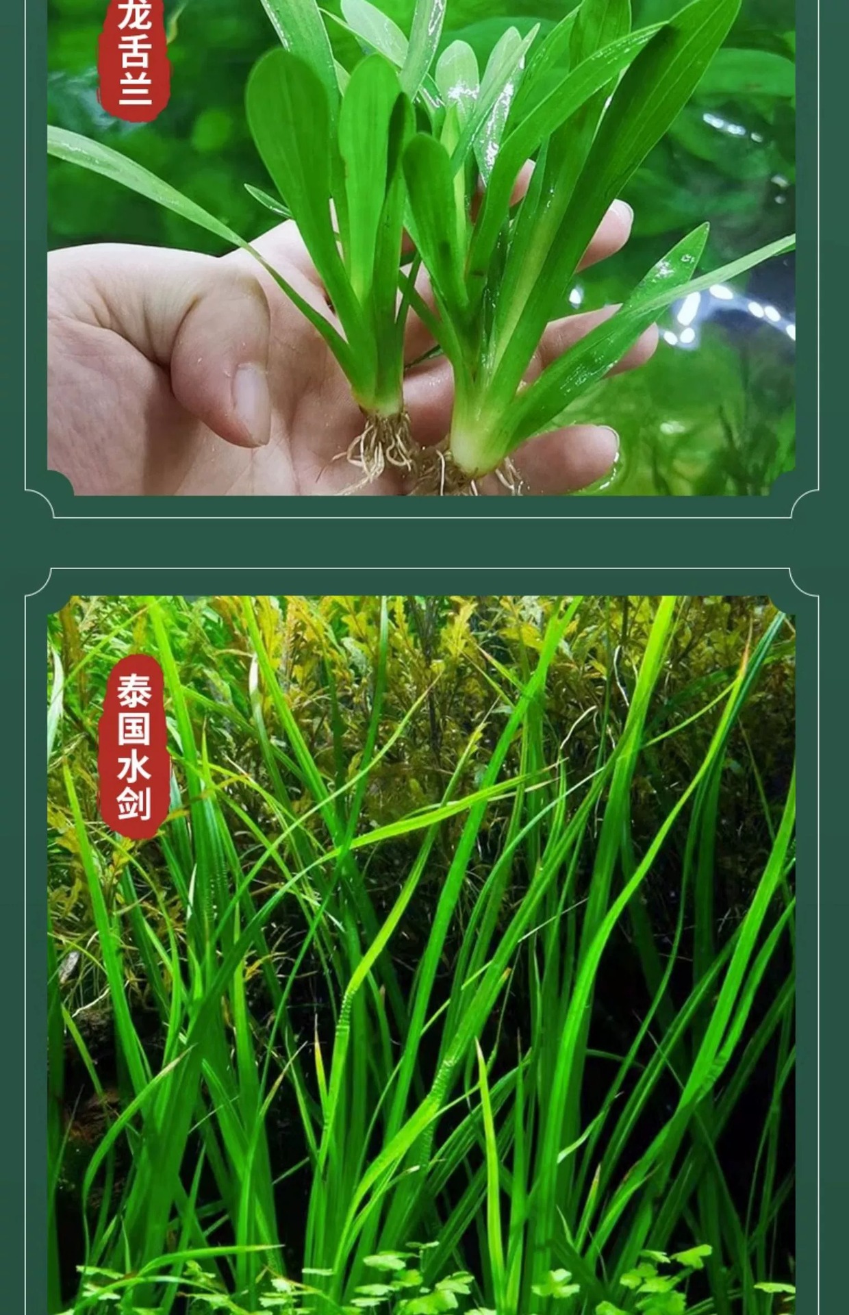 水兰水草大小水兰扭兰龙舌兰细叶水韭菜阴性前后景新手鱼缸造景-阿里巴巴