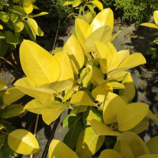 2411���ع��� �S���ɽ�� 1~2m�� ��ɫ�~Ƭɫ���n�� �^�~����